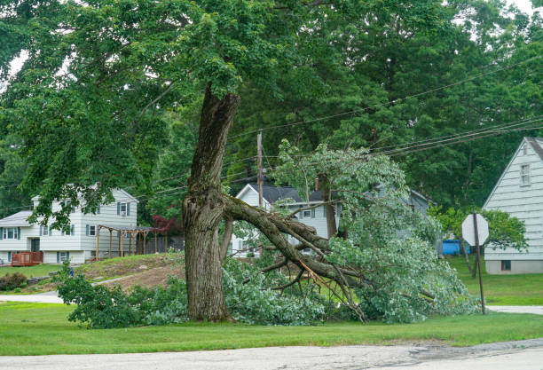 West Springfield, VA Tree Service Company